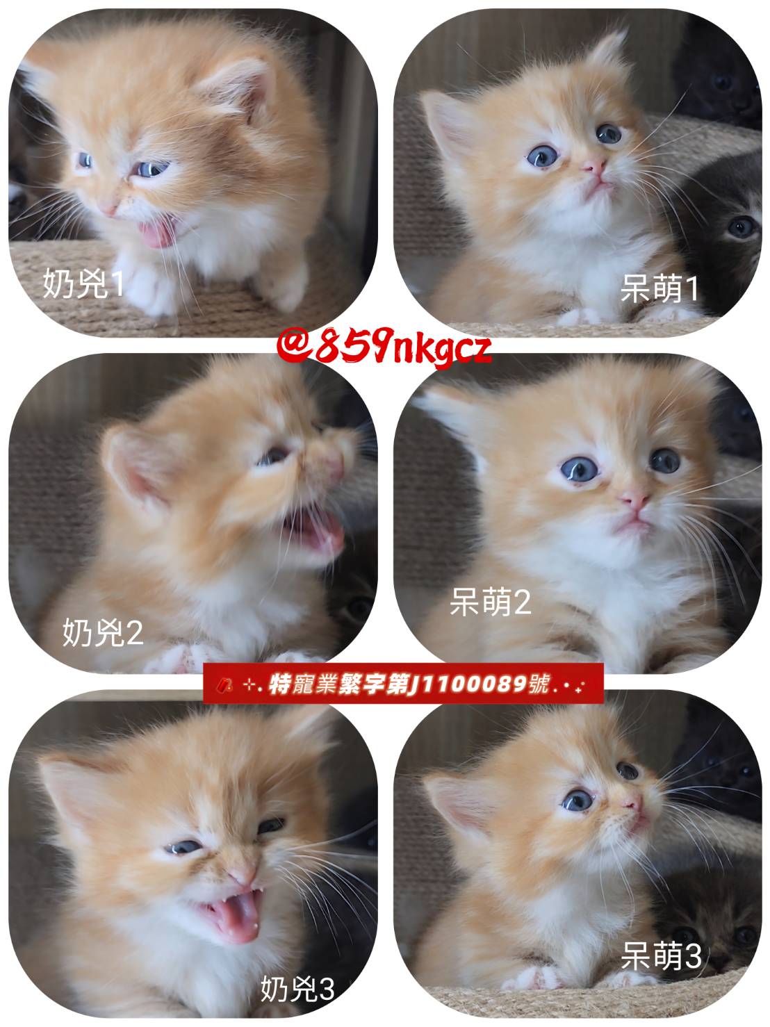 可愛喵貓舍／小步舞曲