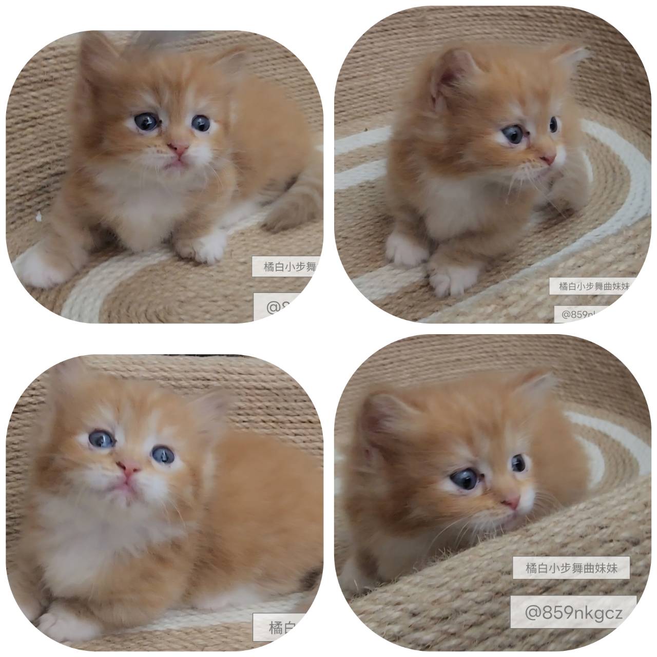 可愛喵貓舍／小步舞曲