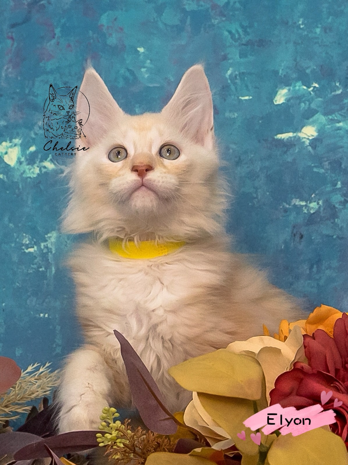 雀而喜貓舍／紅銀虎斑緬因貓