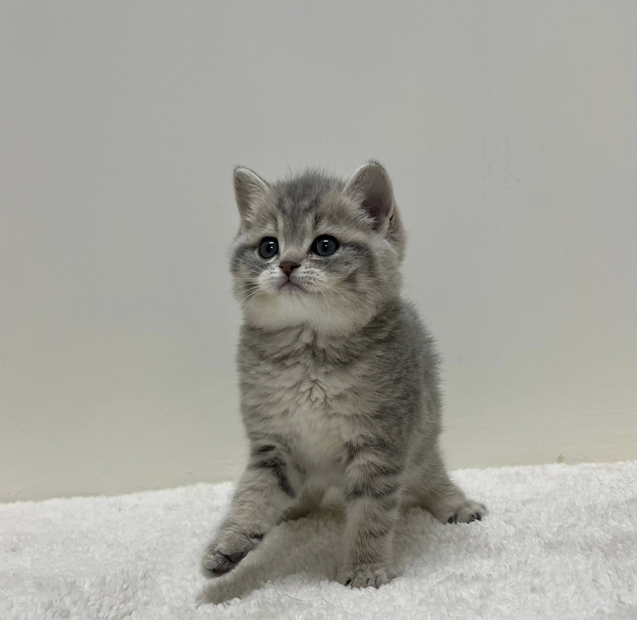 小藤貓舍／藍金漸層英國短毛貓