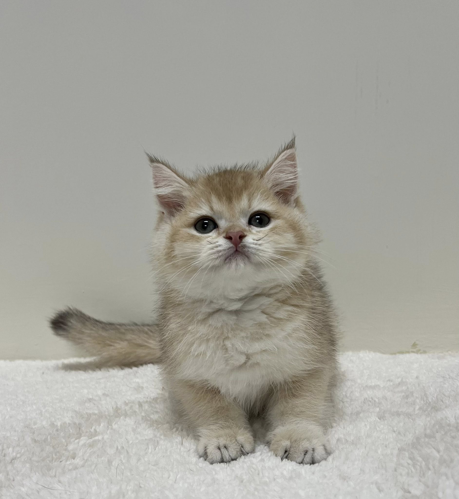 小藤貓舍／金漸層英國短毛貓