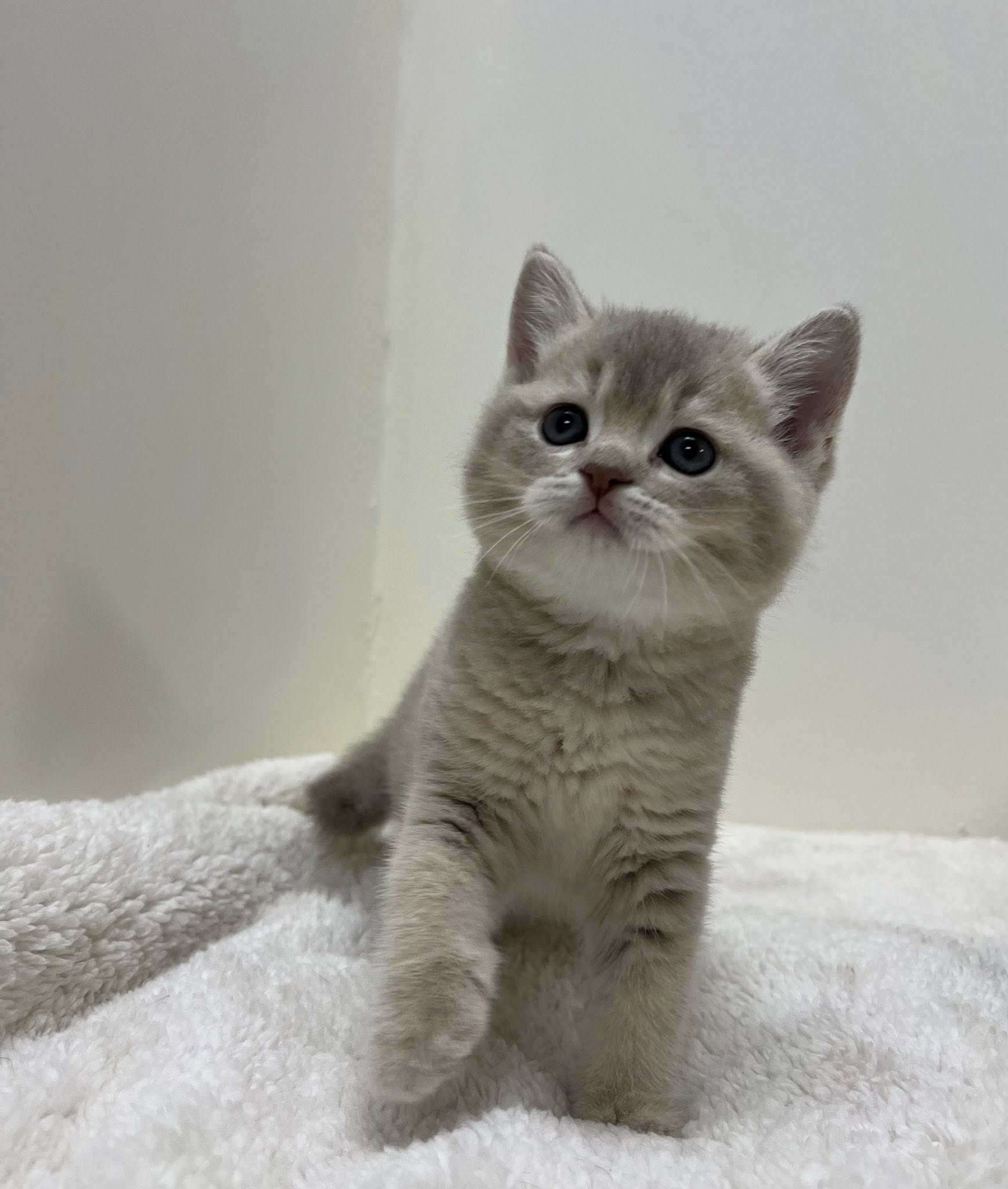 小藤貓舍／ 焦糖藍金英國短毛貓