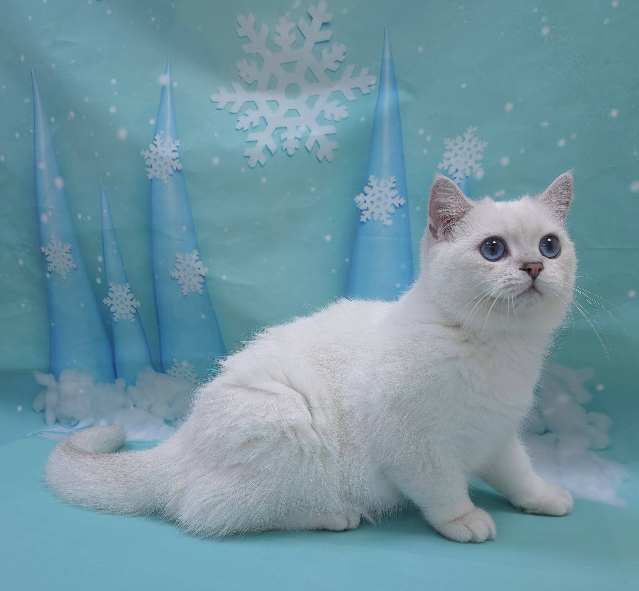 米琪蘇貓舍／銀點色英國短毛貓