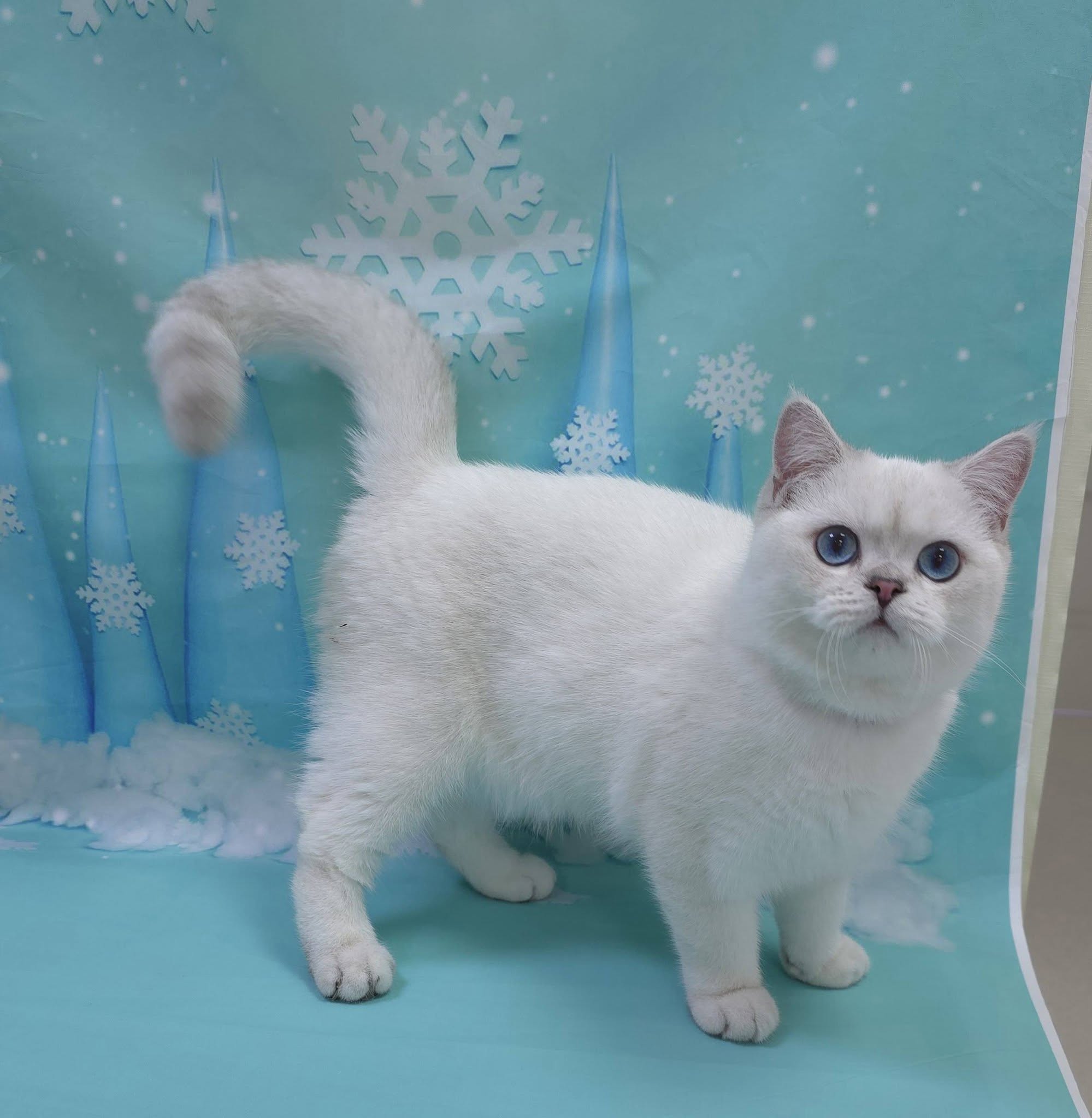 米琪蘇貓舍／銀點色英國短毛貓