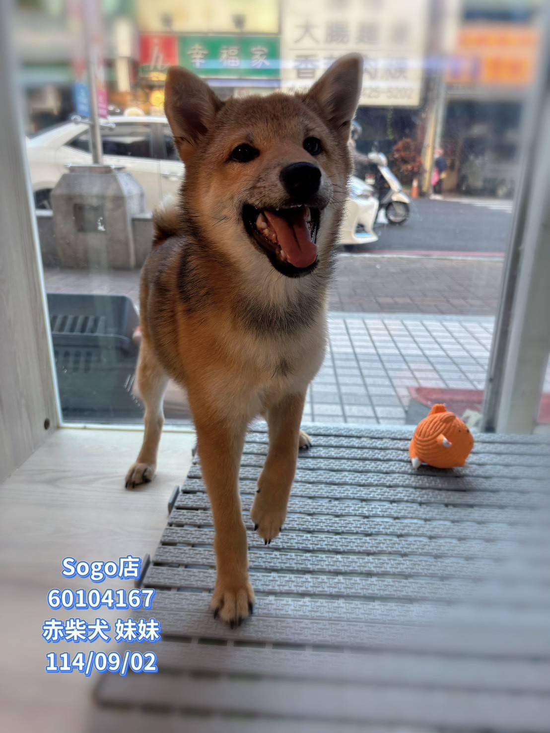 中圓寵物家族／赤色柴犬