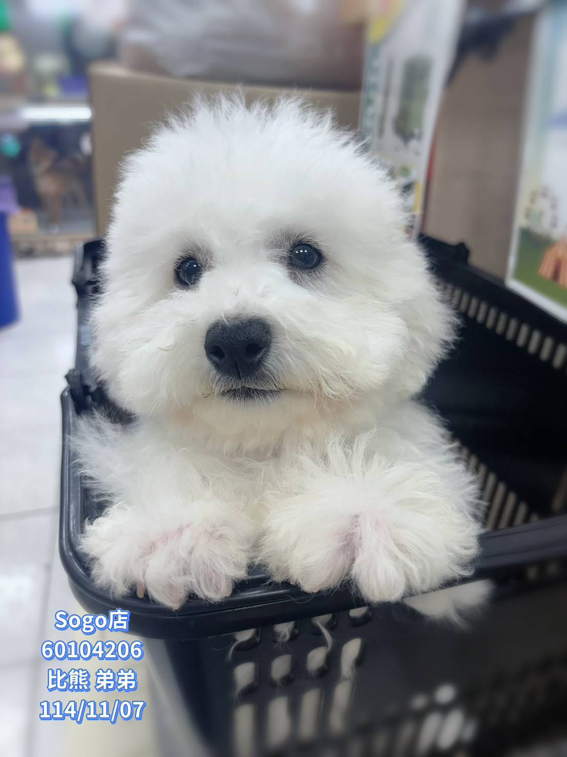 中圓寵物家族／比熊犬