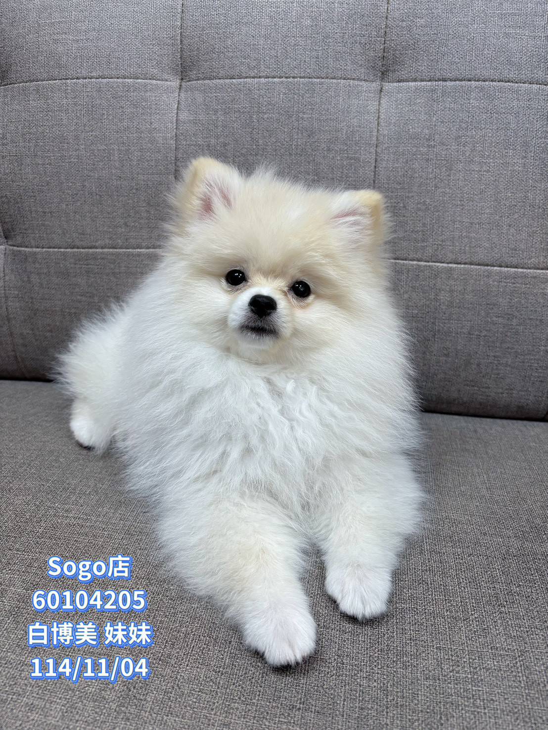 中圓寵物家族／白色博美犬