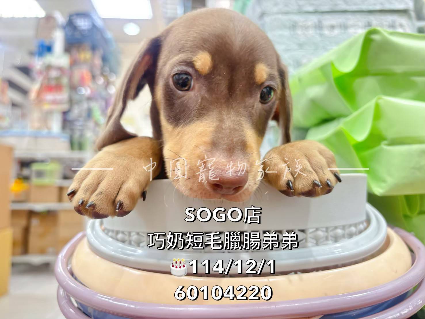 中圓寵物家族／巧克力奶油長毛臘腸犬