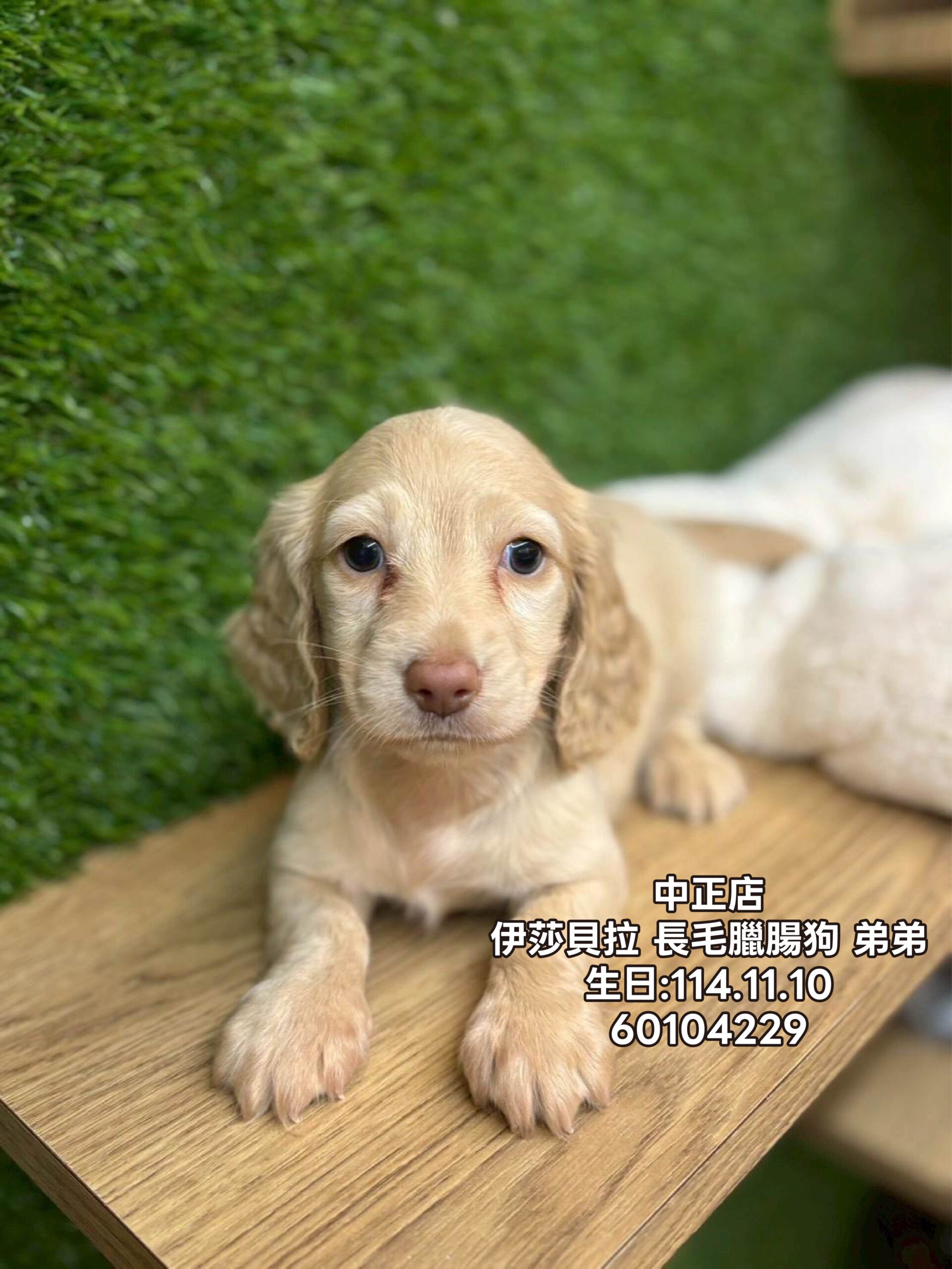 中圓寵物家族／伊莎貝拉長毛臘腸犬