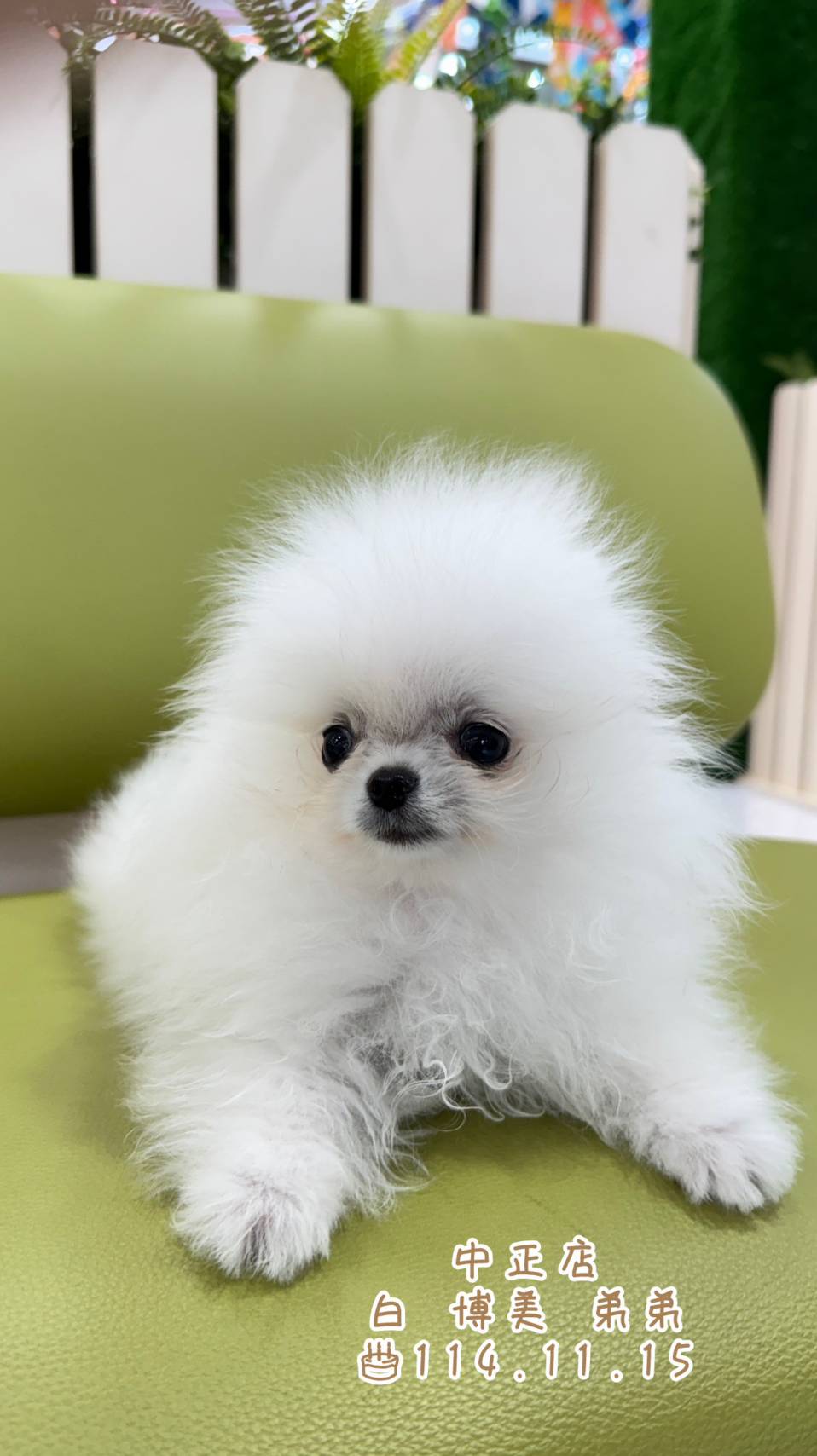 中圓寵物家族／白色博美犬