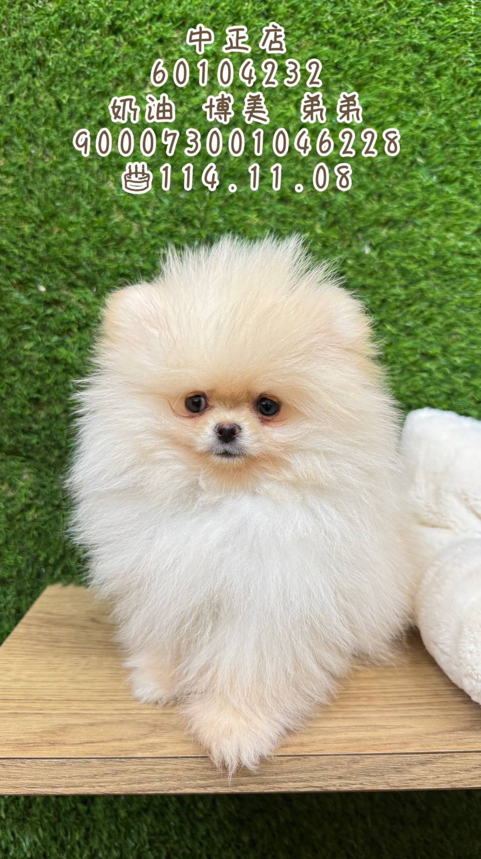 中圓寵物家族／奶油色博美犬