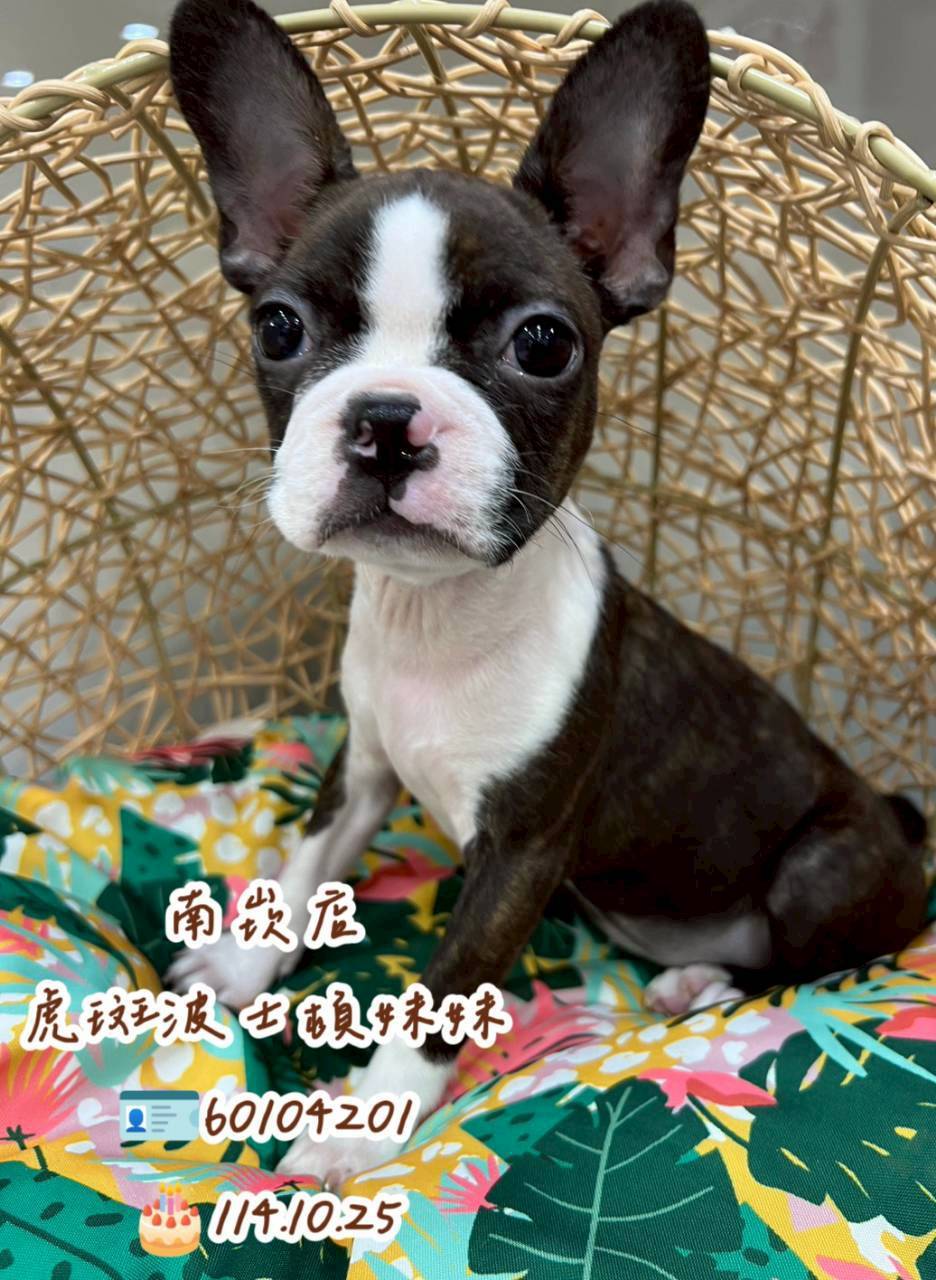 中圓寵物家族／虎斑波士頓梗