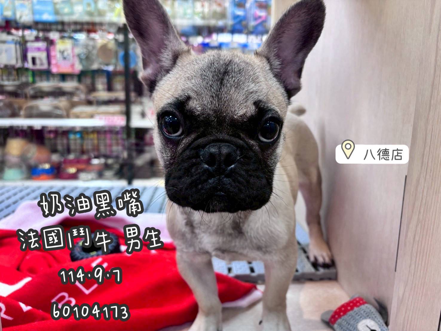 中圓寵物家族／奶油法國鬥牛犬