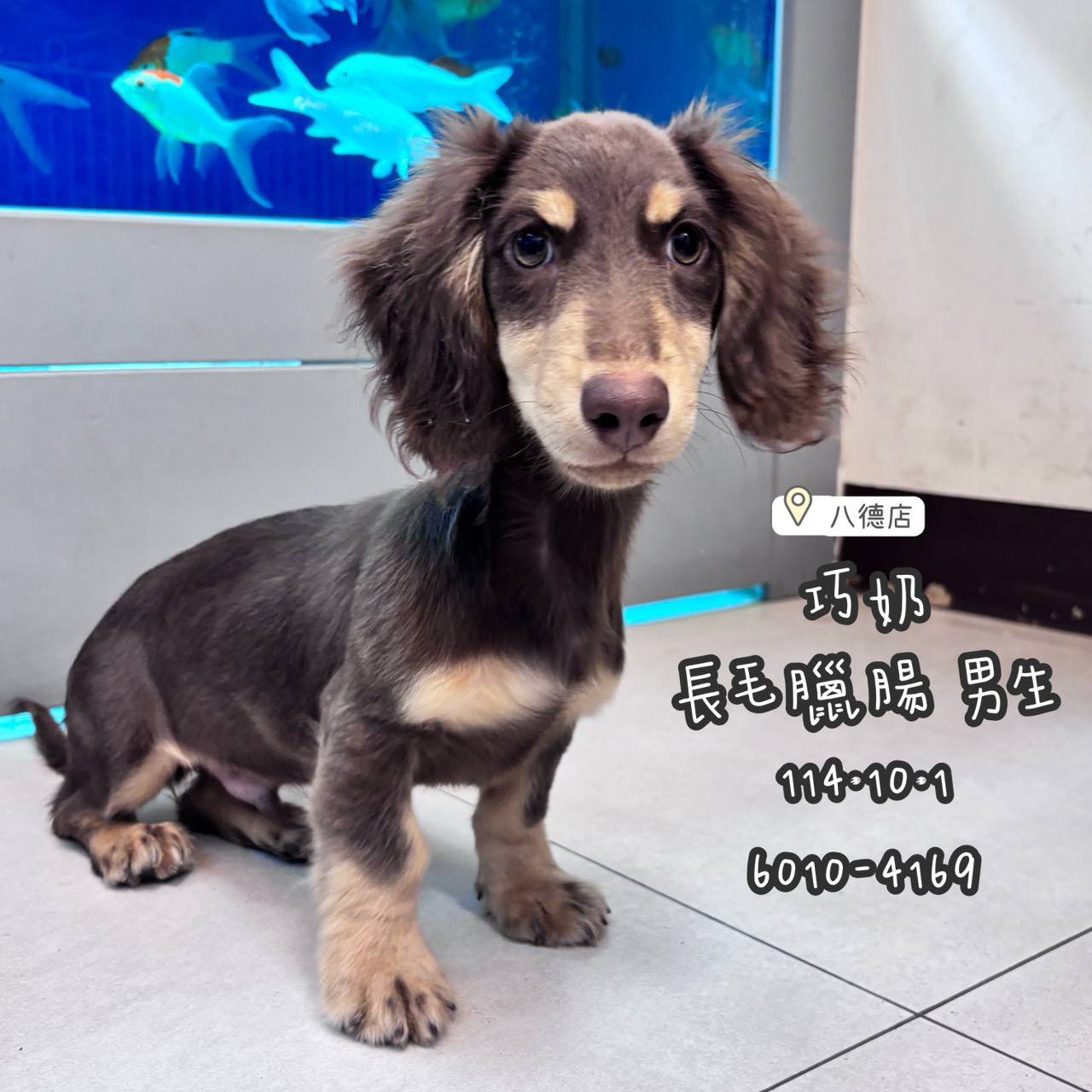 中圓寵物家族／巧克力奶油長毛臘腸犬