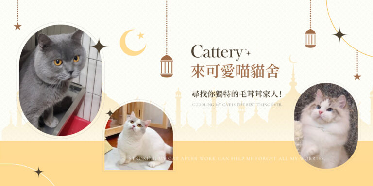 嚴選合法寵物店-可愛喵貓舍