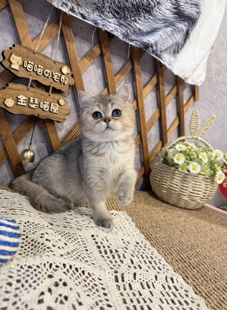 金瑟喵屋／黑金漸層英國短毛貓