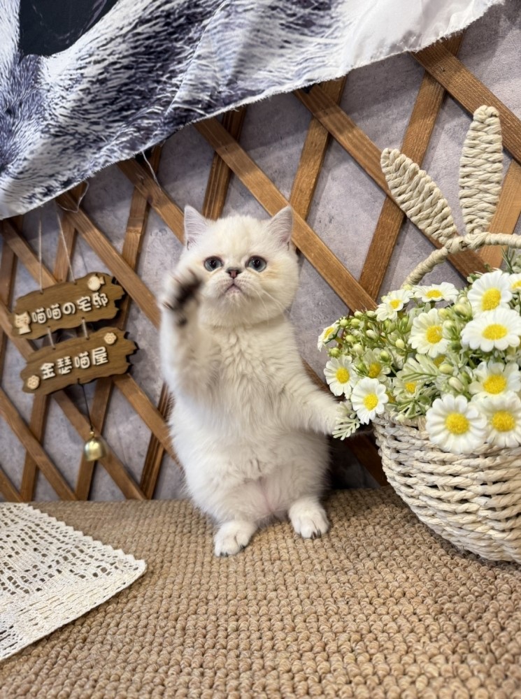 金瑟喵屋／藍重點英國短毛貓