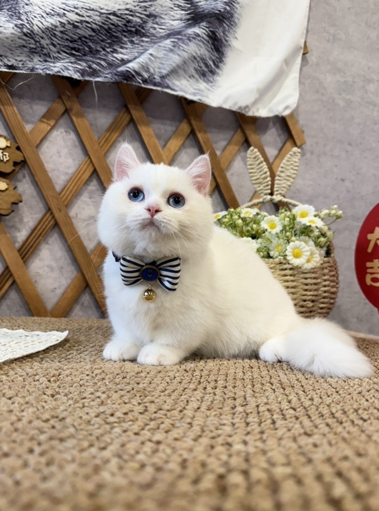 金瑟喵屋／純白曼赤肯