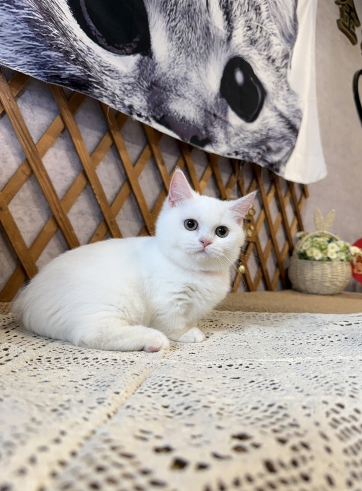 金瑟喵屋／紫丁香奶油曼赤肯