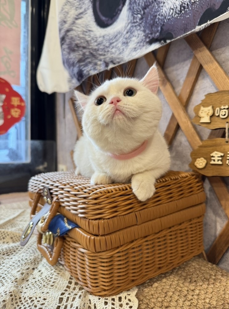 金瑟喵屋／白色英國短毛貓