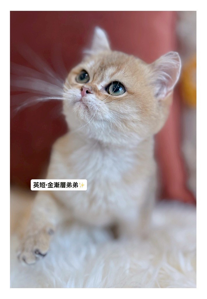 小東尼英短貓舍／金漸層英國短毛貓