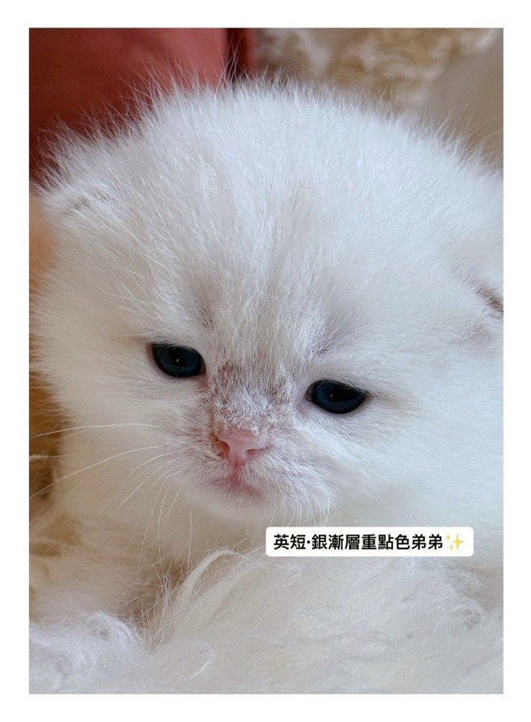 小東尼英短貓舍／銀漸層重點色英國短毛貓