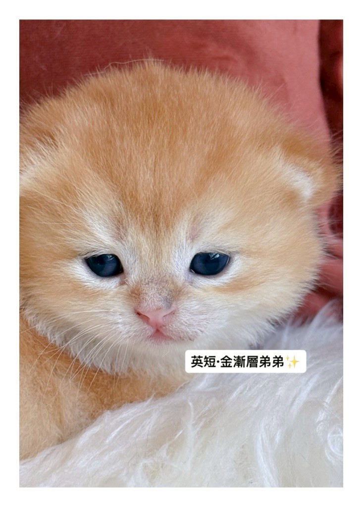 小東尼英短貓舍／金漸層英國短毛貓
