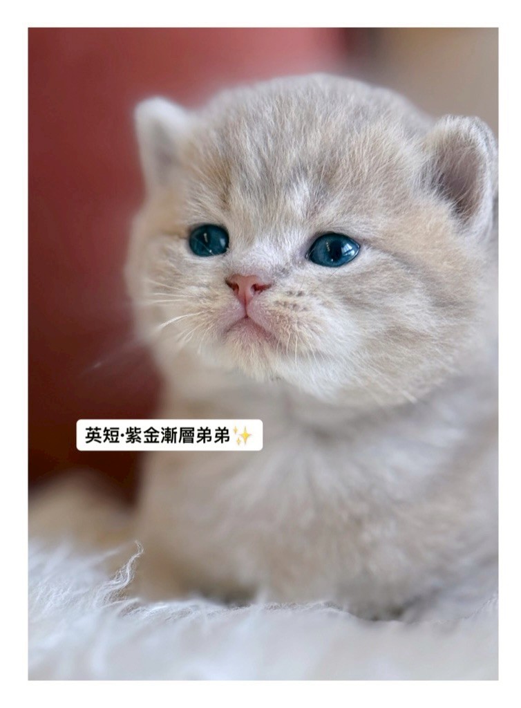 小東尼英短貓舍／紫金漸層英國短毛貓