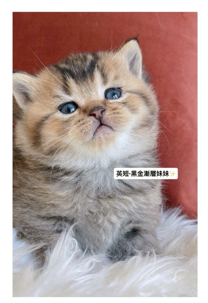 小東尼英短貓舍／黑金漸層英國短毛貓