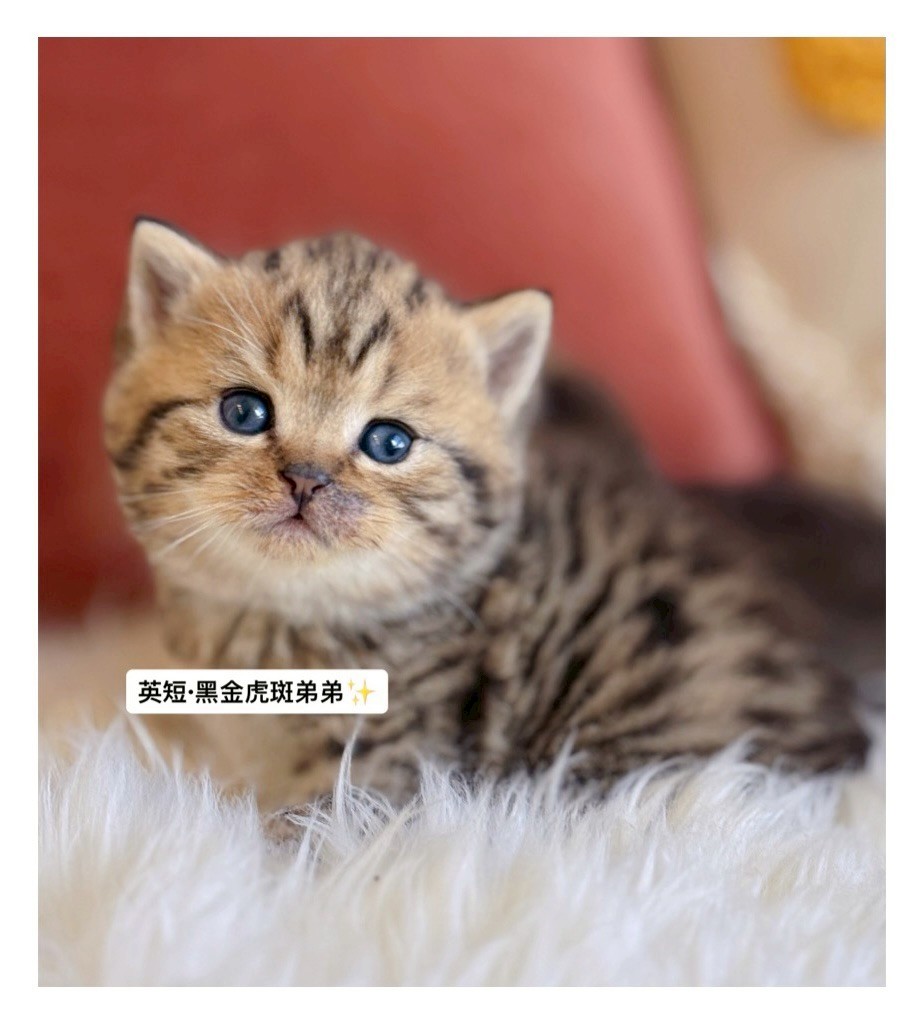 小東尼英短貓舍／黑金虎斑英國短毛貓