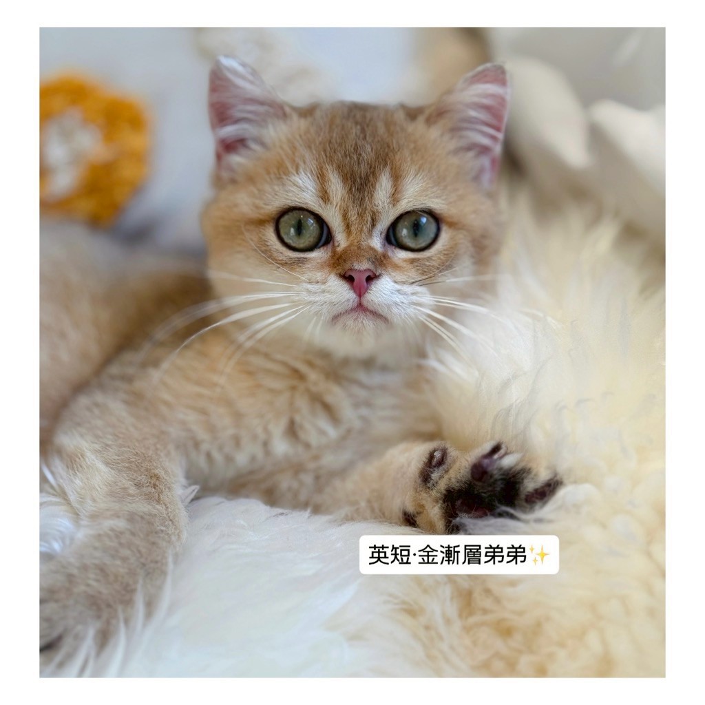小東尼英短貓舍／金漸層英國短毛貓
