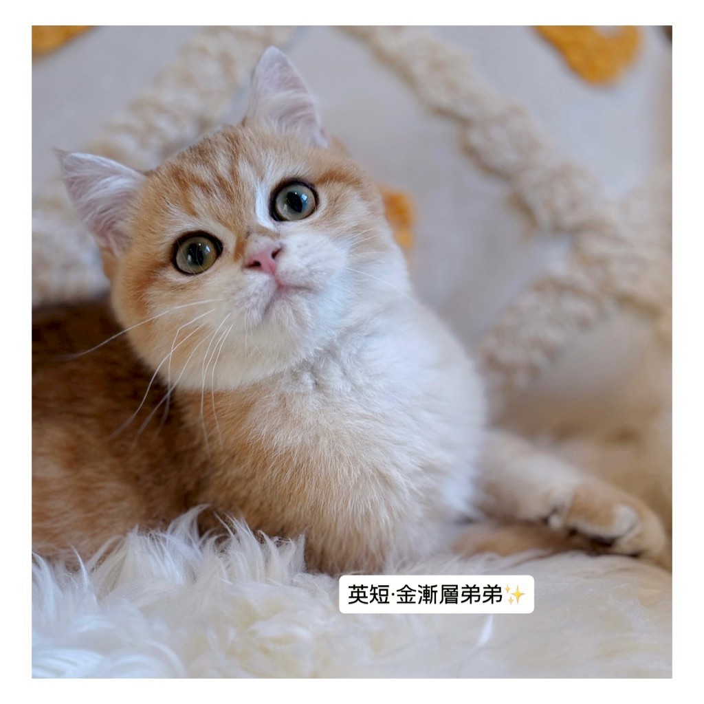 小東尼英短貓舍／金漸層英國短毛貓