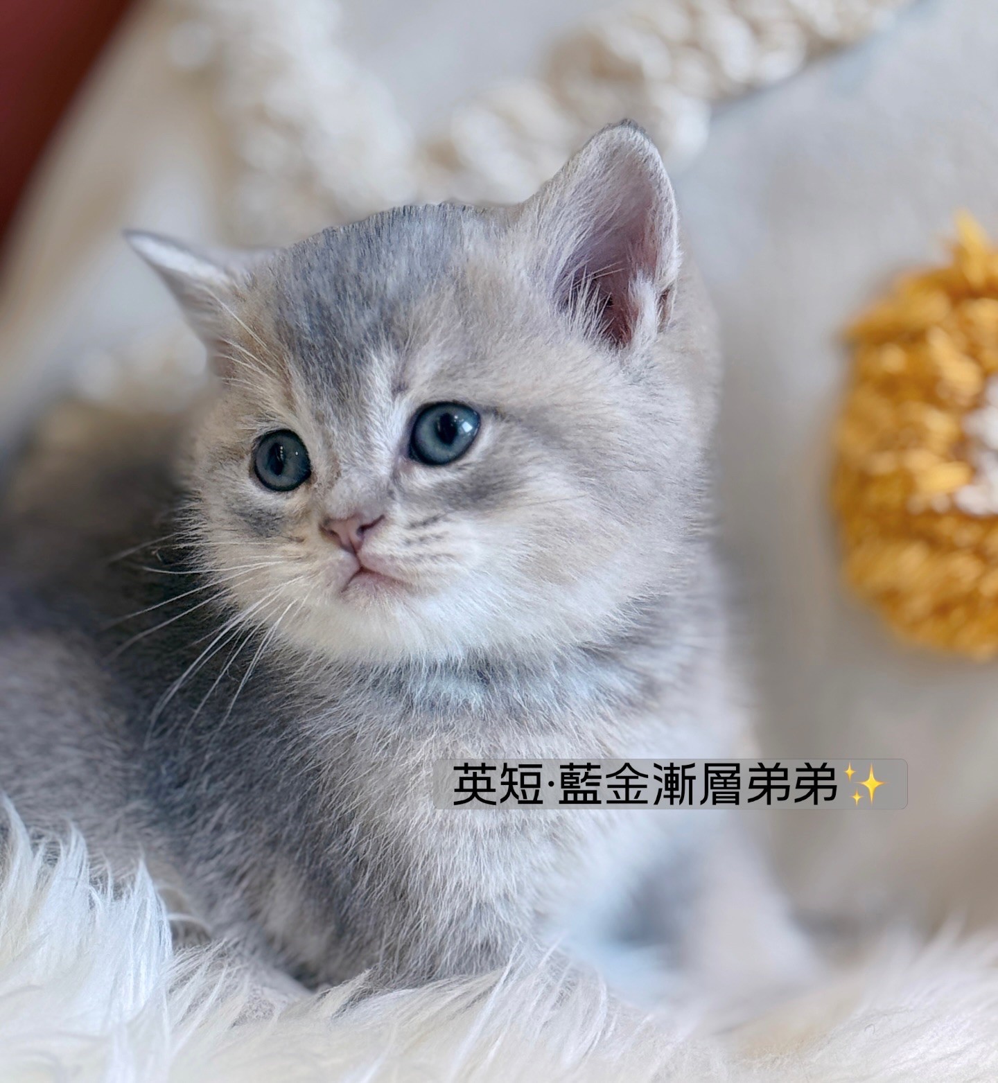 小東尼英短貓舍／藍金漸層英國短毛貓
