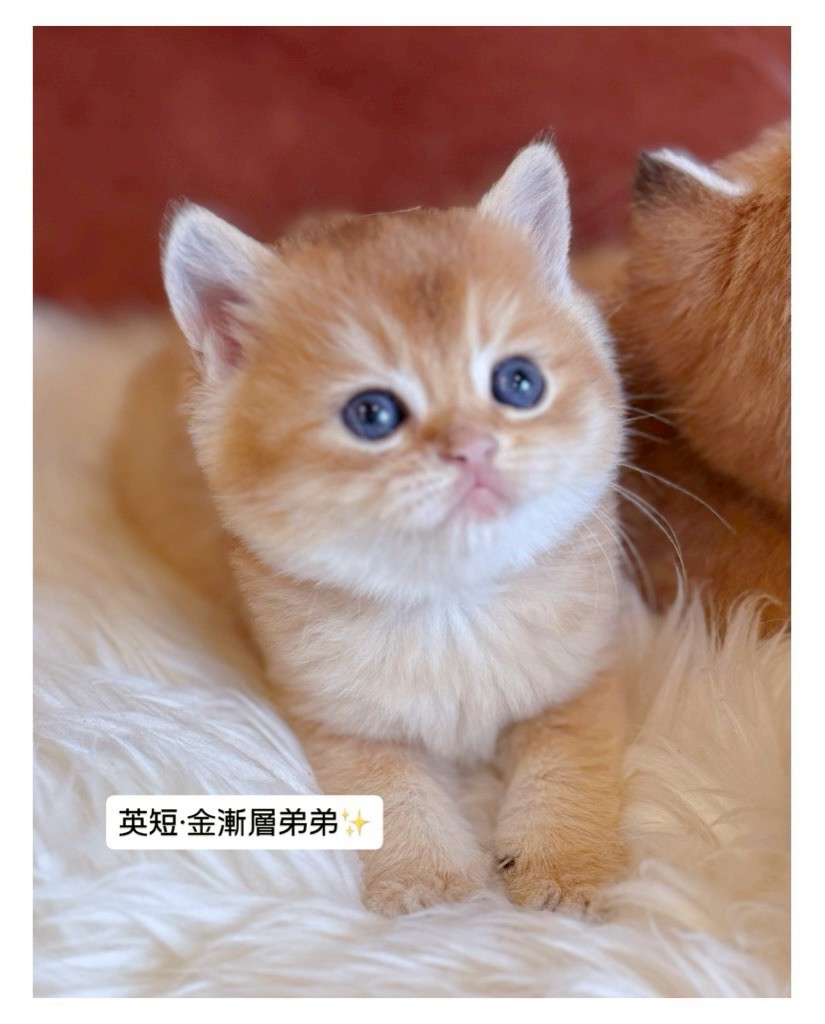 小東尼英短貓舍／金漸層英國短毛貓