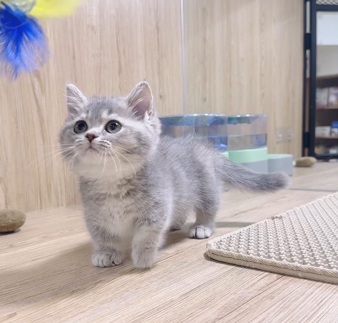 喜得貓社／藍金曼赤肯