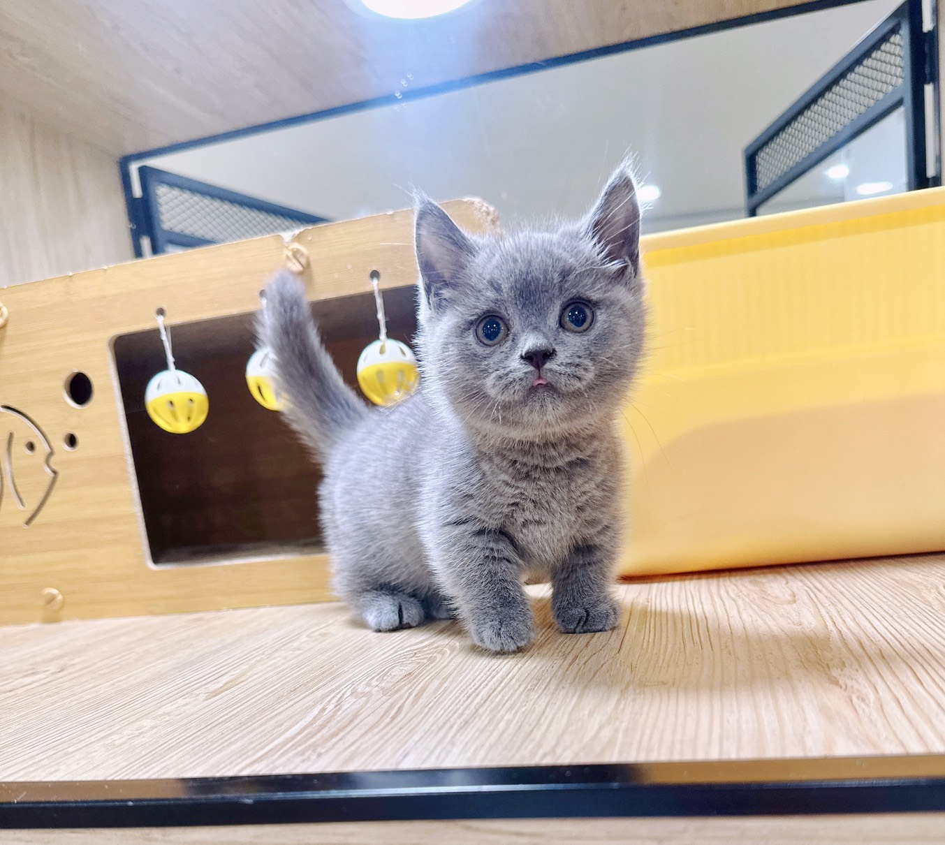 喜得貓社／藍色曼赤肯