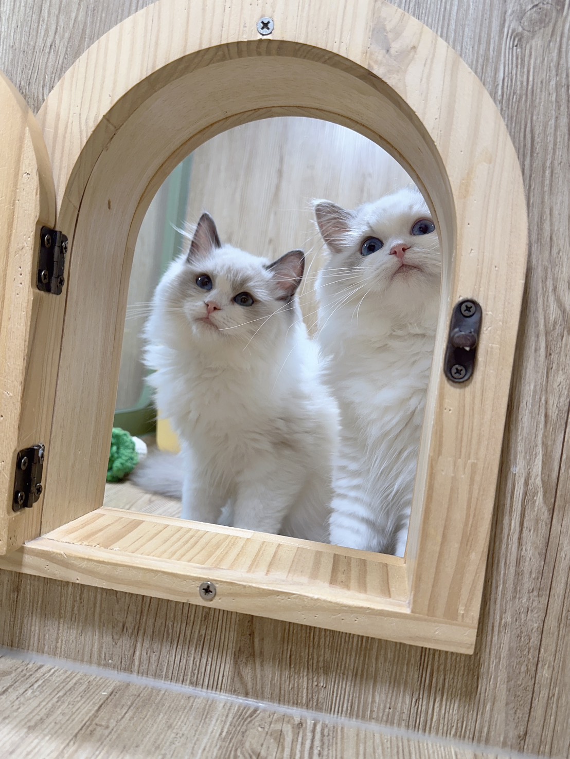 喜得貓社／藍雙色布偶貓