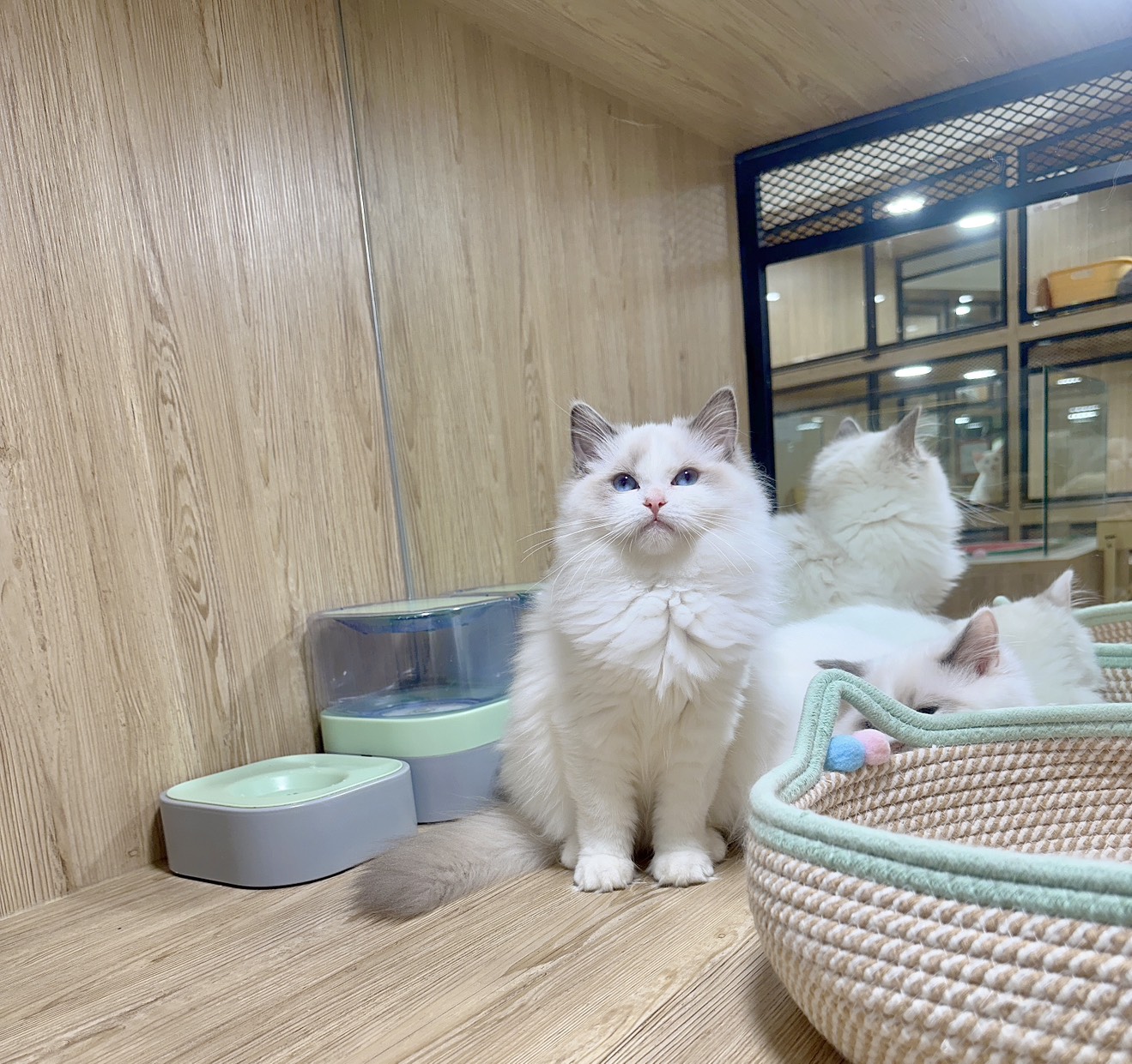 喜得貓社／藍雙色布偶貓