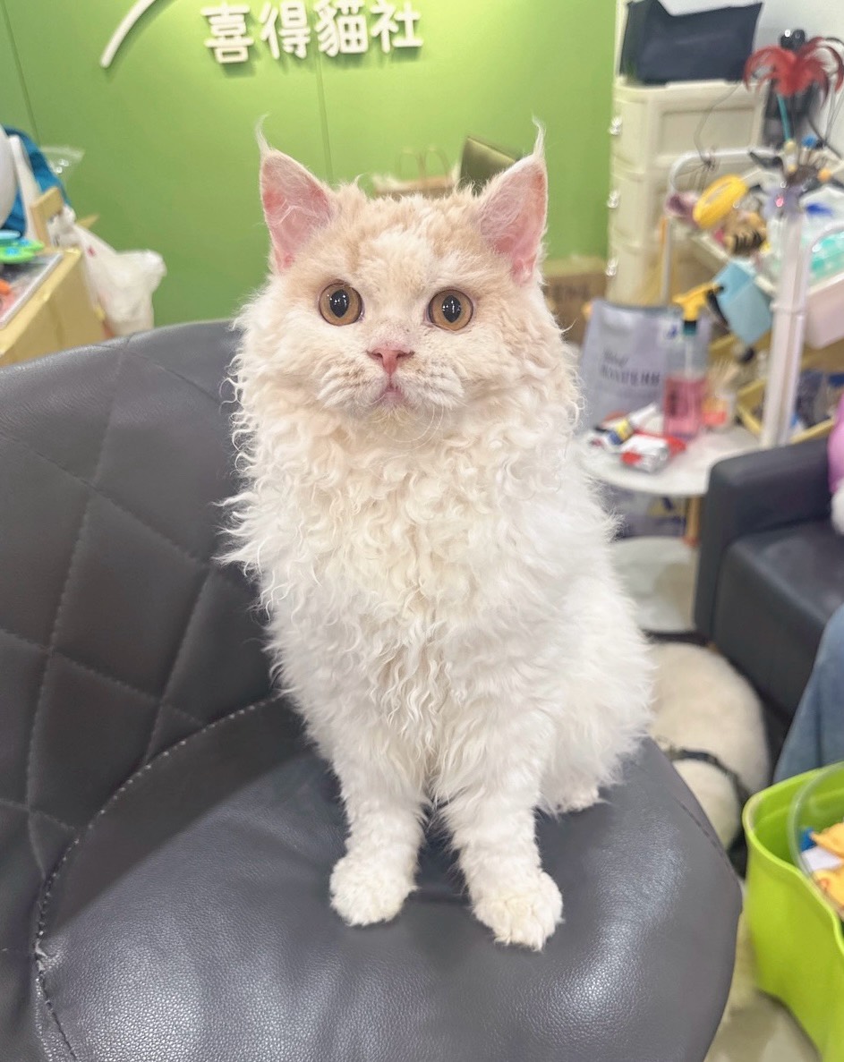 喜得貓社／奶油白賽爾凱克捲毛貓