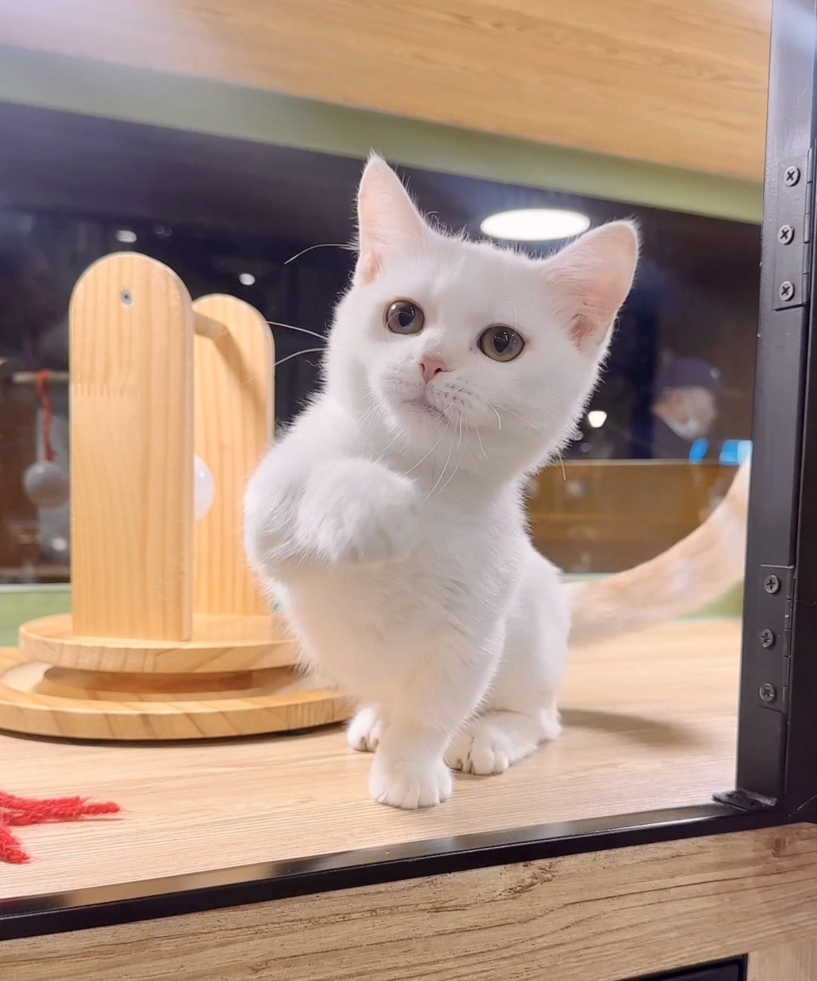 喜得貓社／奶白曼赤肯