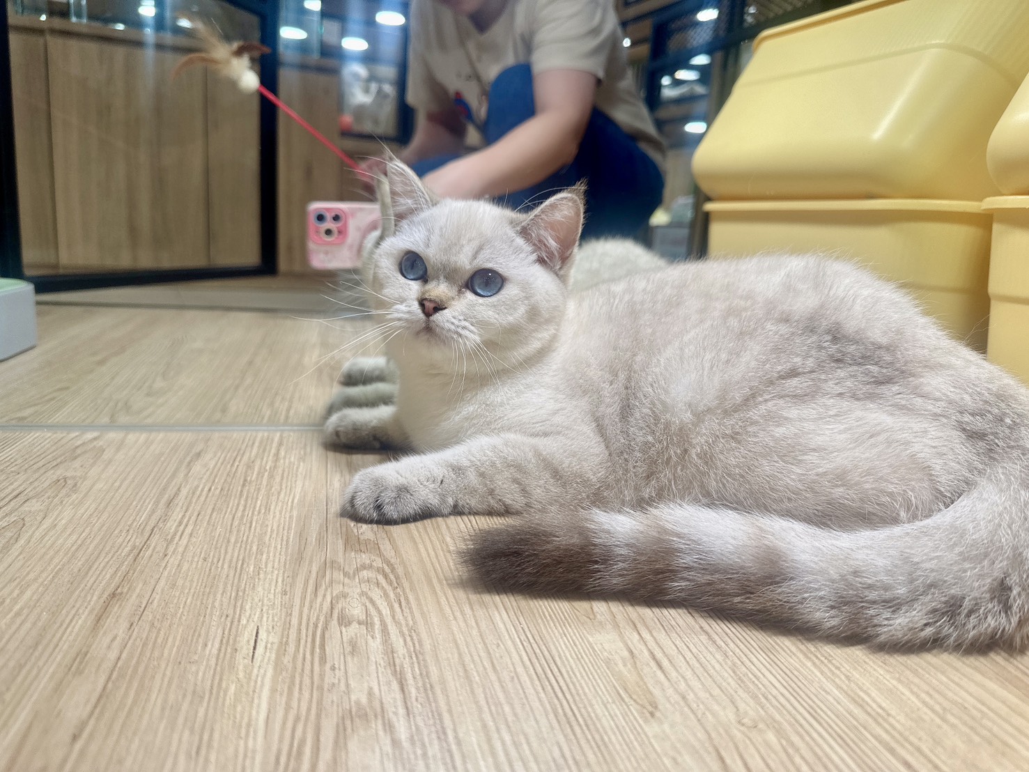 喜得貓社／山貓重點英國短毛貓