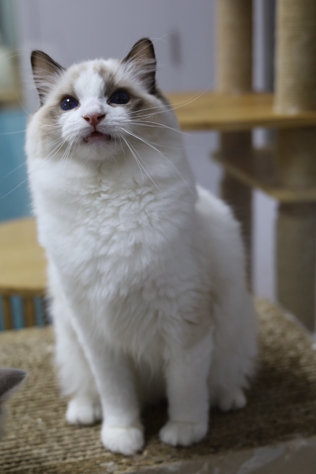 琥珀布偶貓舍／海豹雙色布偶貓