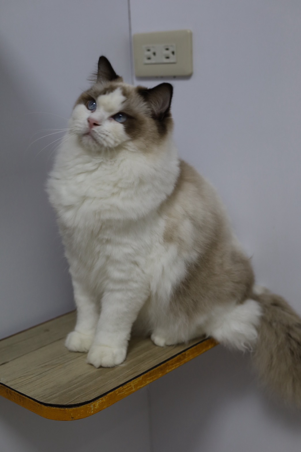 琥珀布偶貓舍／海豹雙色布偶貓