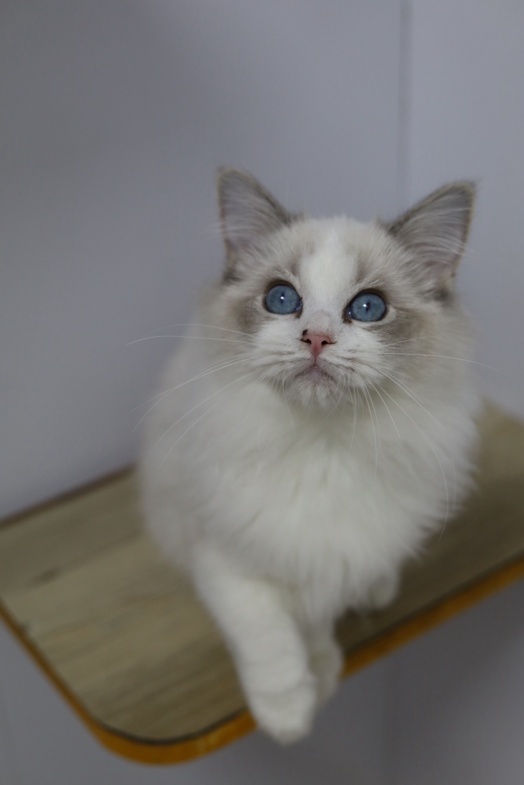 琥珀布偶貓舍／藍山雙色布偶貓