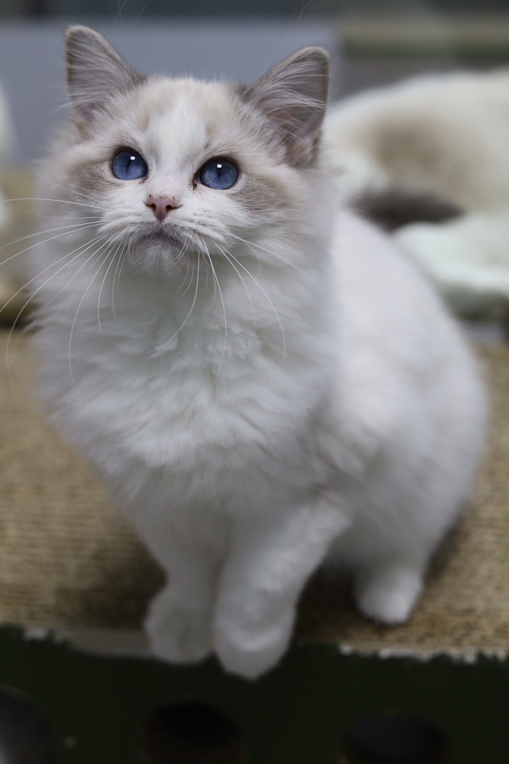 琥珀布偶貓舍／藍山雙色布偶貓