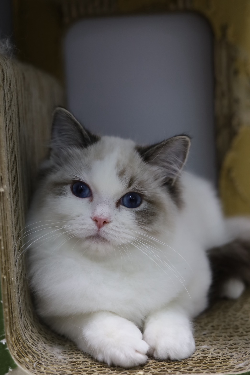 琥珀布偶貓舍／海山雙色布偶貓