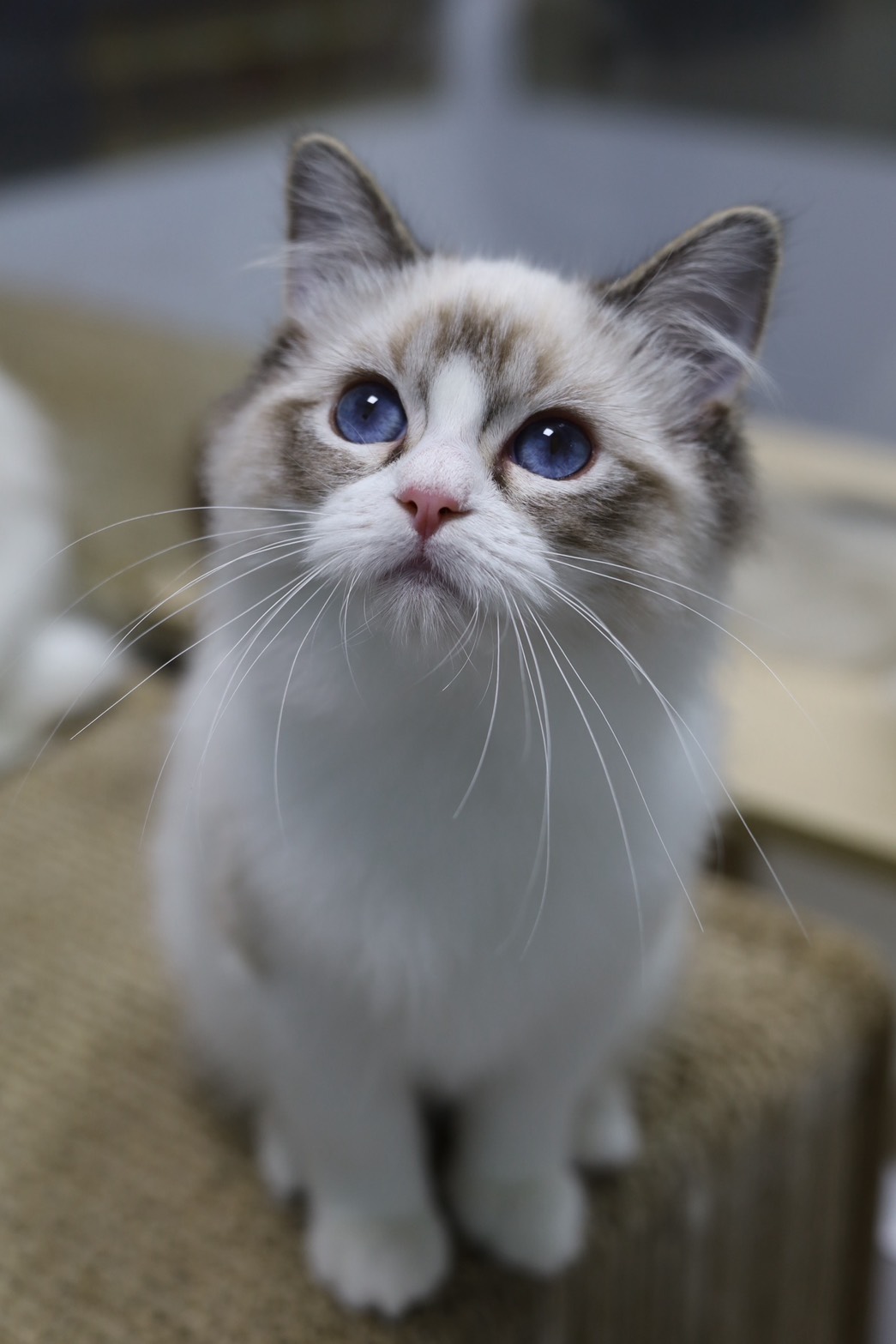 琥珀布偶貓舍／海山雙色布偶貓