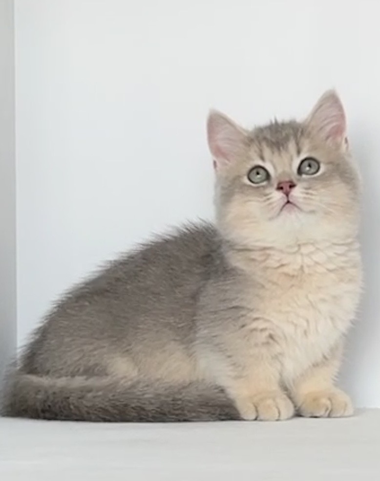 貓堡貝寵物坊／藍金漸層曼赤肯