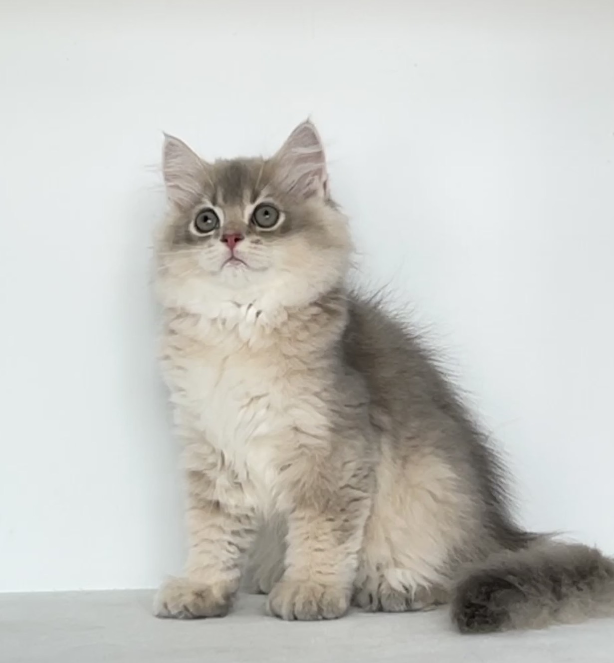 貓堡貝寵物坊／藍金漸層英國長毛貓