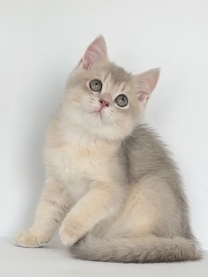 貓堡貝寵物坊／藍金漸層英國短毛貓